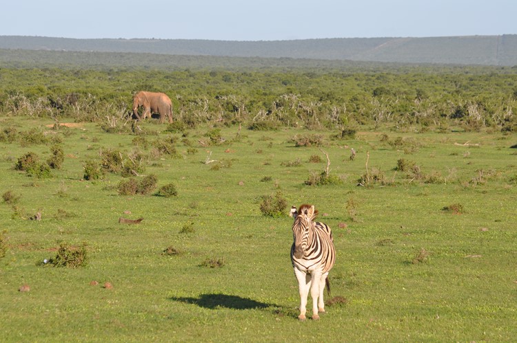 Addo Elephant National Park, Zuid-Afrika